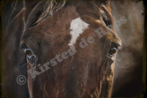 Juppy 50X70 30 februari 2022