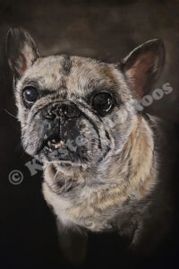 Gizmo 35X50 30 juni 2022